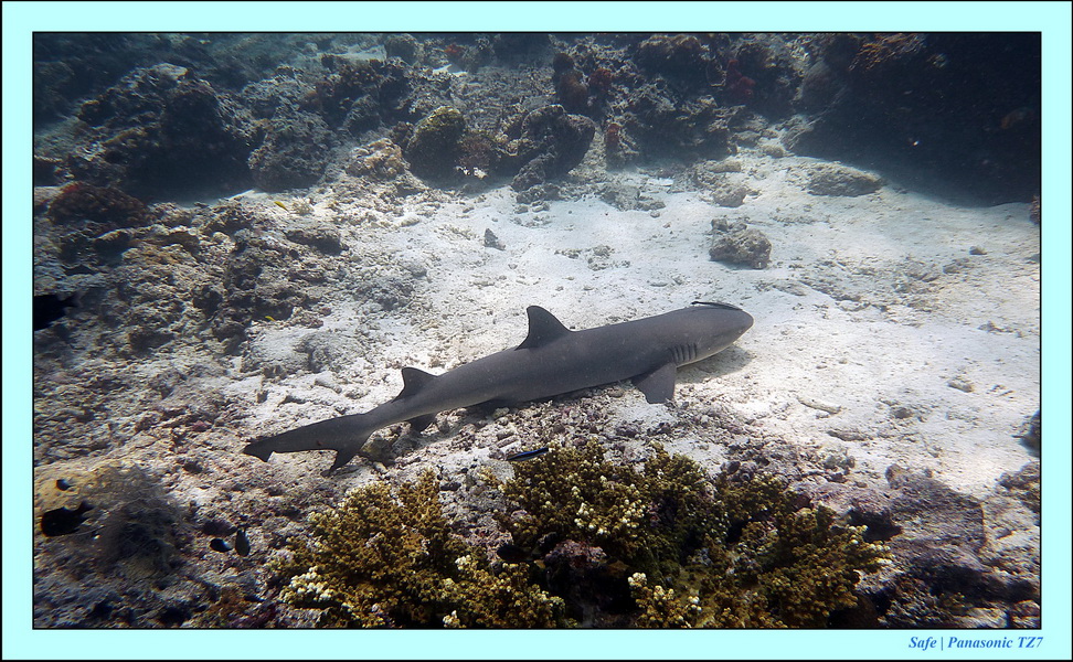 2011 - 08 - Borneo - Sipadan 029